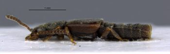 Media type: image;   Entomology 6571 Aspect: habitus lateral view